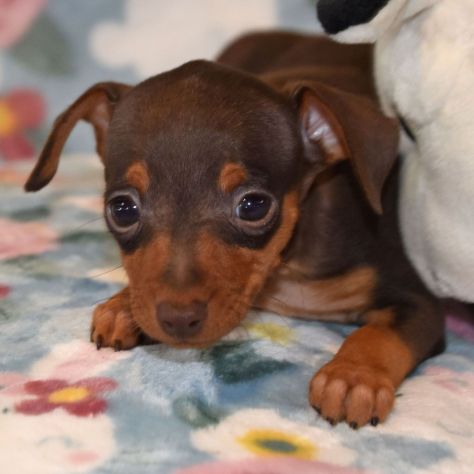 Bellissimi cuccioli di Pinscher - Foto 3