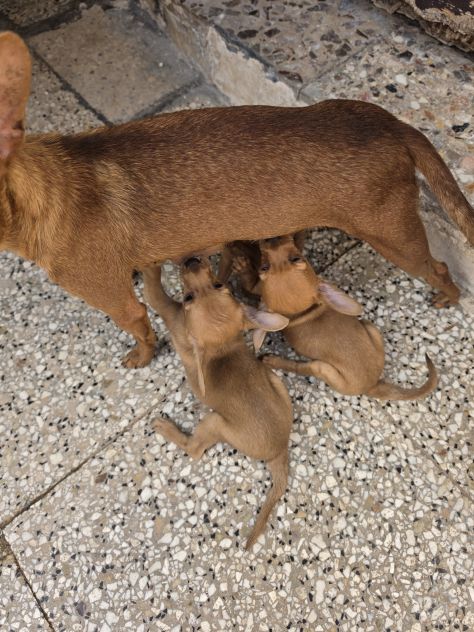 Pinscher - Foto 6