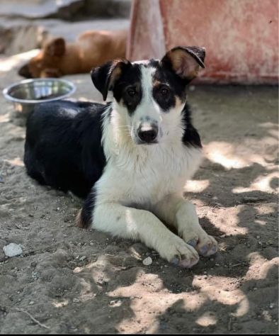 Dylan mix Border 18mesi..15mesi di invani appelli.ROMA - Foto 2