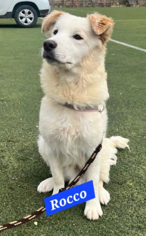 Rocco 2anni bellissimo SOS SICILIA - Foto 4