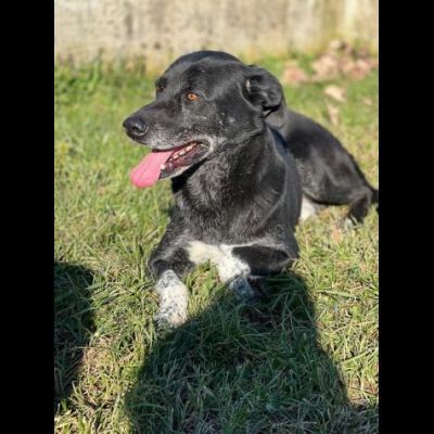 MAI SCELTO: DISCRETO E PACATO CAGNOLINO IN ADOZIONE TAGLIA MEDIO CONTENUTA - Foto 6