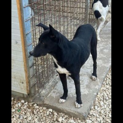 OREO CERCA UNA FAMIGLIA TUTTA SUA, CAGNOLINO IN ADOZIONE - Foto 8