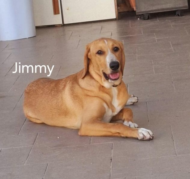 Jimmy 11 mesi dolcissimo - Foto 3