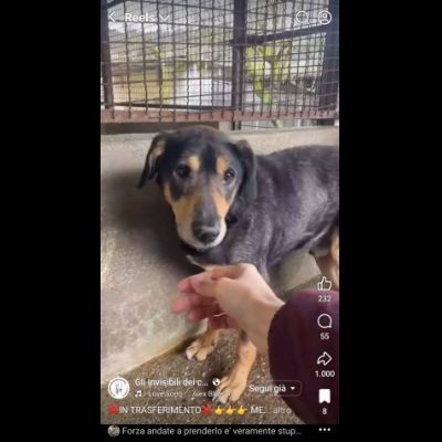 STILTON CERCA SALVEZZA CANE IN ADOZIONE - Foto 9