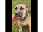 LUCY  ADORABILE CUCCIOLA IN ADOZIONE TAGLIA MEDIA