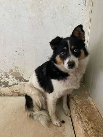 FLO' CAGNOLINA IN ADOZIONE - Foto 6