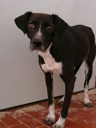 FULVIA, deliziosa cagnolina - Foto 2