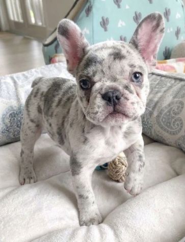 BULLDOG FRANCESE CUCCIOLI TOP- FRENCH BOULEDOGUE MERLE pag dilazionato
