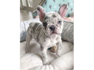 BULLDOG FRANCESE CUCCIOLI TOP- FRENCH BOULEDOGUE MERLE pag dilazionato