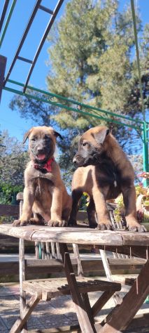 Allevamento e Cuccioli Malinois a Taranto