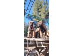 Allevamento e Cuccioli Malinois a Taranto