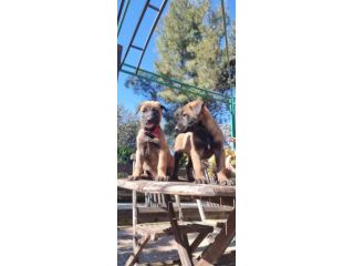 Allevamento e Cuccioli Malinois a Taranto