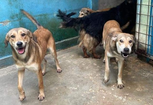 Kaya , Kimi e Koko - Foto 3
