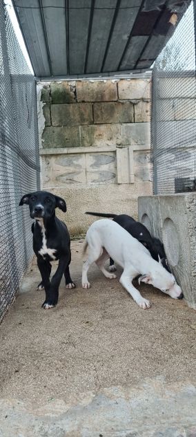 Cuccioli Amstaff 250 a Foggia in Puglia - Foto 3