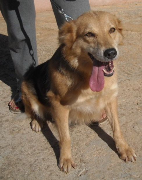 ROBY, tenerissima cagnolina - Foto 2
