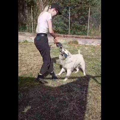 RUNNER cerca casa CANE IN ADOZIONE - Foto 2
