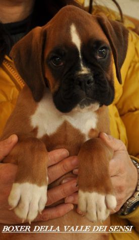 BOXER CUCCIOLI A VENEZIA- ALLEVAMENTI BOXER A VENEZIA - Foto 4