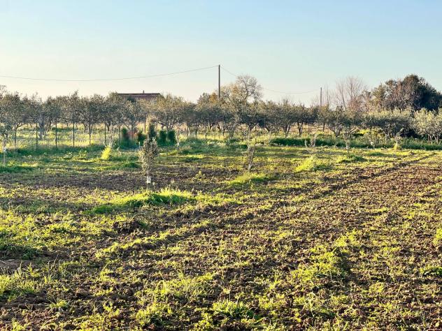 Terreno in vendita a Partinico - Foto 6