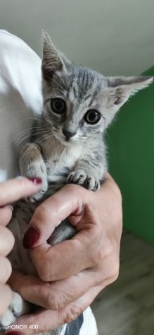 Perla, dolce gattina cerca casa - Foto 7