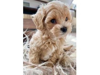 piccoli di maltipoo