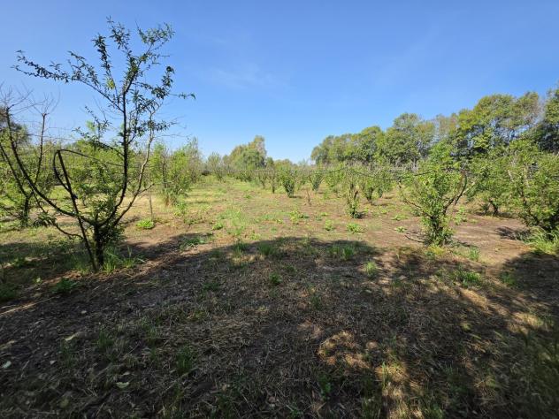 Frutteto in vendita a San Sperate