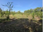 Frutteto in vendita a San Sperate