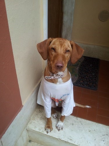 ARIEL E MINNIE, dolcissime e giovani cagnoline - Foto 5