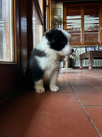 Cuccioli di Border Collie di alta genealogia - Foto 2