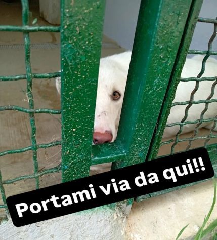 IVAN HA UN ANIMO BUONISSIMO,  CANE IN ADOZIONE, COMPATIBILE ANCHE CON I GATTI - Foto 5