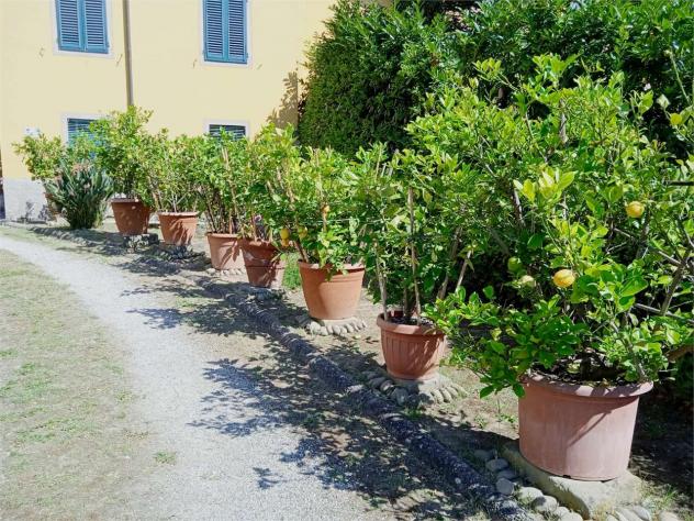 Villa pescia 850 - Villa a Pescia - Collodi - Foto 9