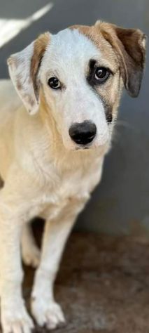 CUCCIOLA IN ADOZIONE TELMA - Foto 4