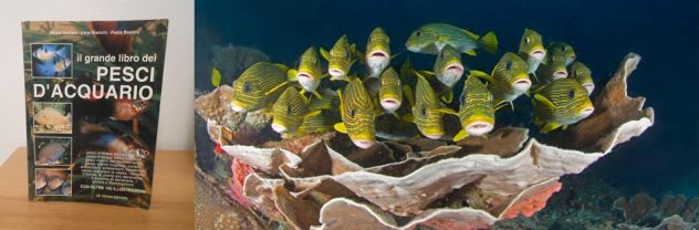 Il grande libro dei PESCI D'ACQUARIO, Ed. De Vecchi 1998 - Foto 4