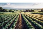 Terreni agricoli e rudere a Montalfoglio