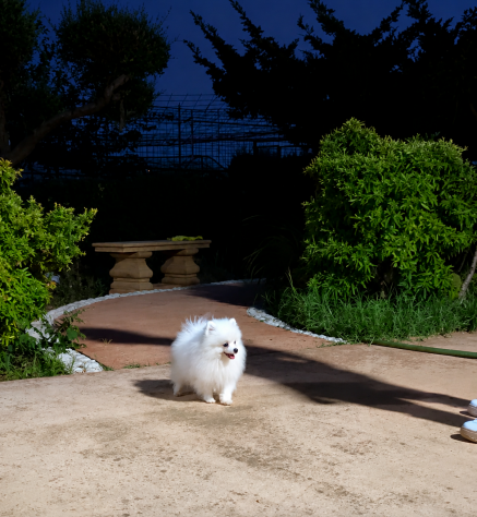 Tenerissimo Pomerania con pedigree - Foto 2