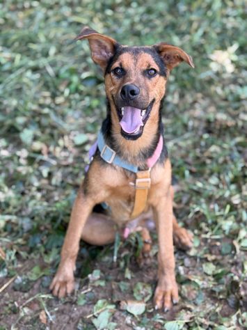 DARIUS, cucciolo mix PASTORINO dall'anima gentile. - Foto 4