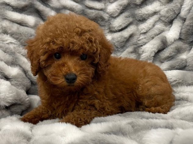 BARBONCINI E BARBONCINE DISPONIBILI – CUCCIOLI DI 3–4 MESI - Foto 2