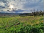 Uliveto in vendita a Catanzaro
