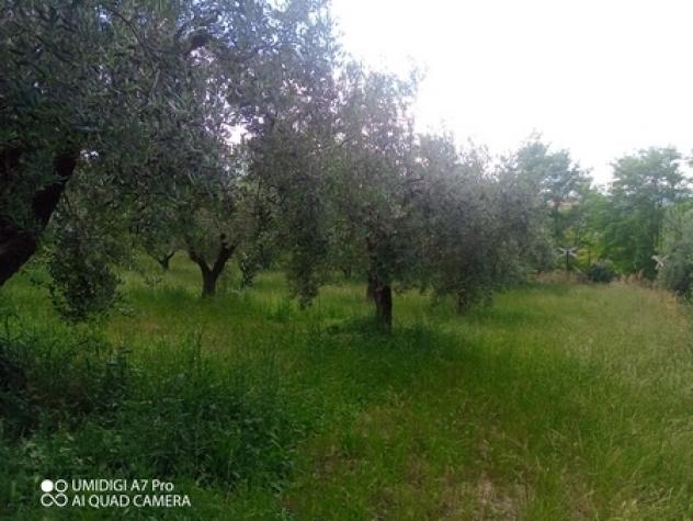 Uliveto in vendita a Lanciano - Foto 3