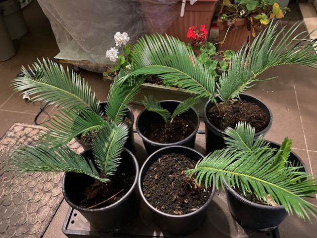 Cycas revoluta | coltiva la tua palma nana - Foto 2