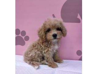 maltipoo