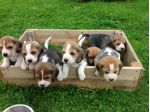 Beagle tricolore cuccioli dolcissimi