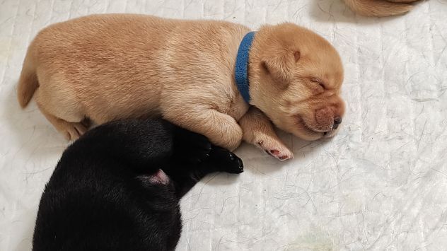 Cuccioli di Labrador retriever neri e gialli - Foto 5