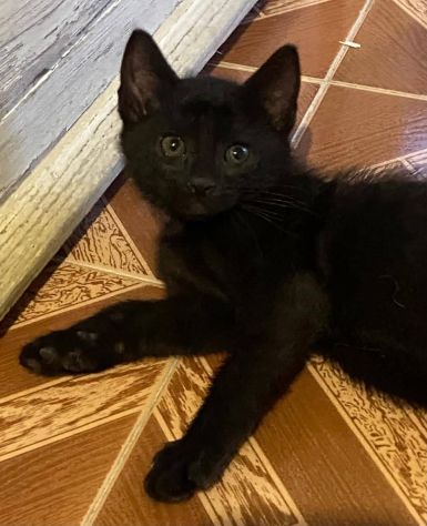 Nino gattino - Foto 3