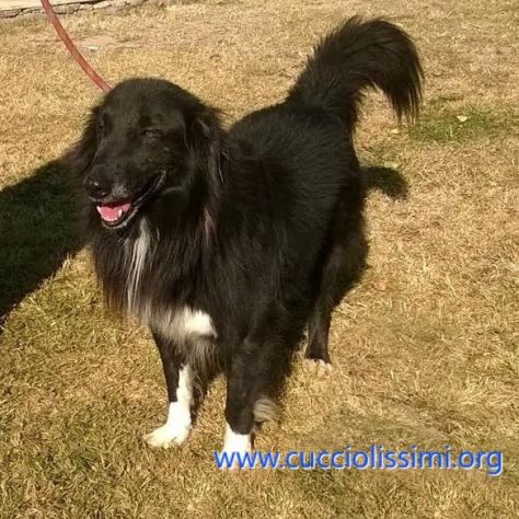 SIMBAD, un cane speciale - Foto 3