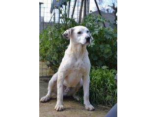 Fergus , cucciolo di 8 mesi in adozione
