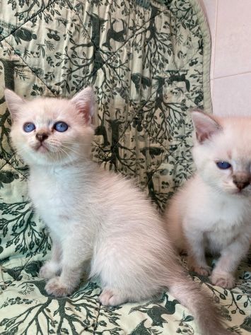 British shorthair - Foto 3