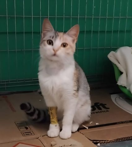 BONNIE, 6 mesi, dolce come il miele - Foto 3