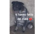 taglia media ORA E’ IN CANILE
