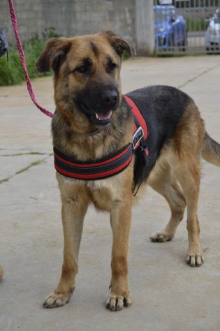 Diana , simil pastore da adottare in canile - Foto 5