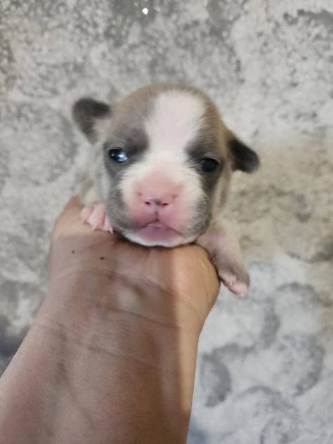 Bulldog francese lilac - Foto 5